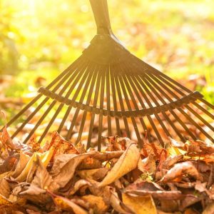 raking leaves